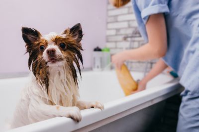 Pet Grooming and Pet Sitting Insurance in Nisswa, MN by Nisswa Insurance ~a Strong Company