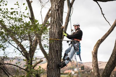 Tree Trimming Insurance in Nisswa, MN by Nisswa Insurance ~a Strong Company